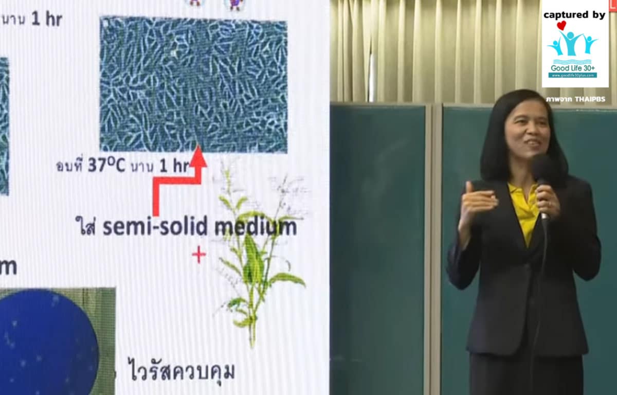 ฟ้าทะลายโจรต้านไวรัส