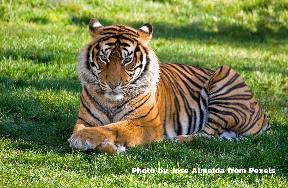เสือมลายูติดโควิด